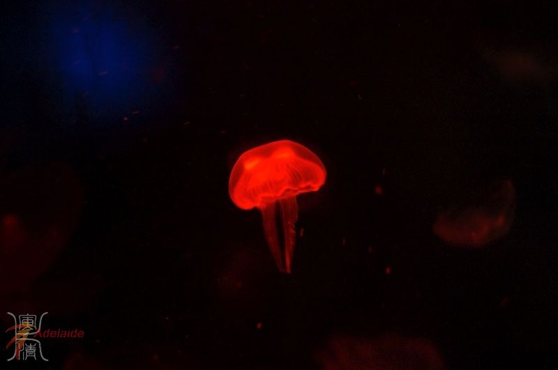 Melbourne Aquarium-13 of 43-Jelly fish.jpg